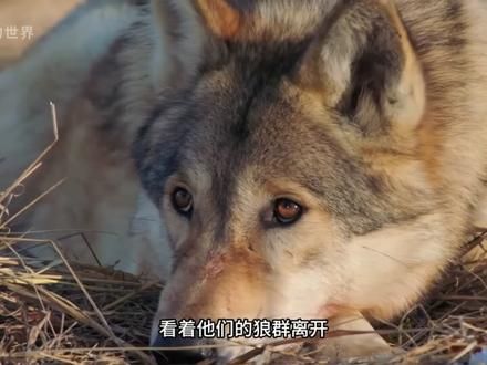 狗子护食是不是都会挨巴掌 北美灰狼/野山羊 #动物世界 #搞笑动物 #狼