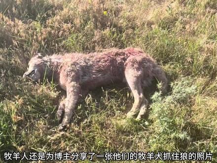 犬王烟雾去山上支援遭遇狼袭的牧民，他们的羊群被狼群冲散#坎高犬 #狼