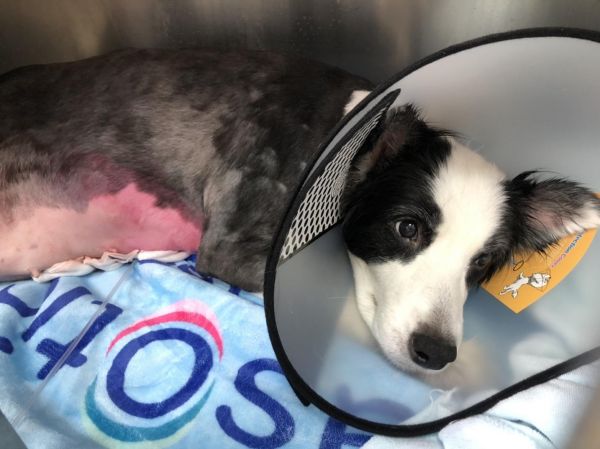 犬肝脏肿瘤。前几天小便成酱油色的边境牧羊犬，经过几天的内科治疗，溶血得到控制，贫血也明显改善，今天手术摘除了脾脏肿瘤，肝脏肿瘤因为位置较深，手术风险大，取样做病理等结果出来再看看怎么办！
