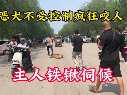 恶犬不受控制，在狗市疯狂咬人就连主人也难逃虎口，最终铁锹伺候 #警犬 #狗市 #训犬 #文明养犬