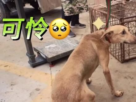 狗子被卖肉浑身发抖，随后凶狠的屠夫现场扒皮，围观众人眉头紧皱