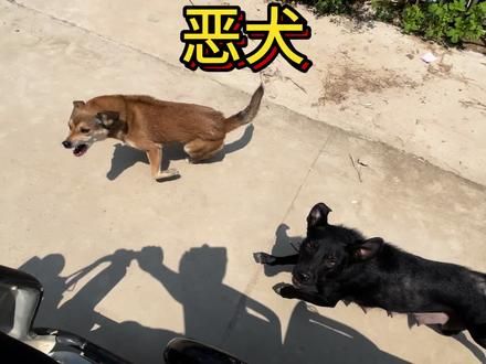每次路过这个地方都被追着咬，我决定今天带着汪汪队成员把附近几个村庄的恶犬都教训一下。#农村生活 #狗 #乡村守护人