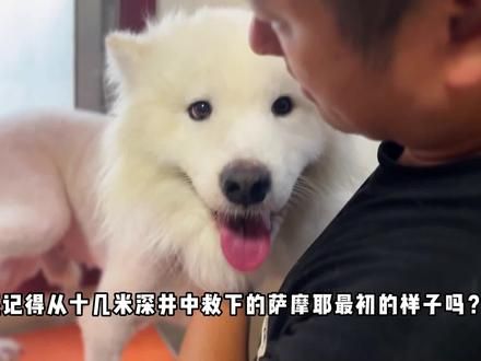 被丢进十几米深井的萨摩耶历时半月从命悬一线到拥有第二次生命！ #动物救助 #萨摩耶 #狗狗