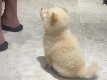 永远要相信来自小狗的热情#土松犬 #中华田园犬 #水灵灵的小狗