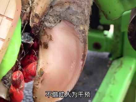 卡在爪子中间的石头怕是头一次见 #解压 #修牛蹄