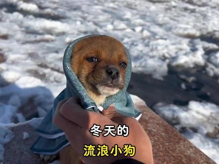 那年冬天,我遇到了一个心软有洁癖的神! 那年冬天,我遇到了一个心软有洁癖的神!#小狗崽 #心软的神