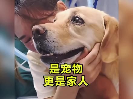 它们是宠物 更是家人,养它的时候就种下了悲伤的种子!#狗狗 #狗狗的爱永远单纯 #是宠物更是家人