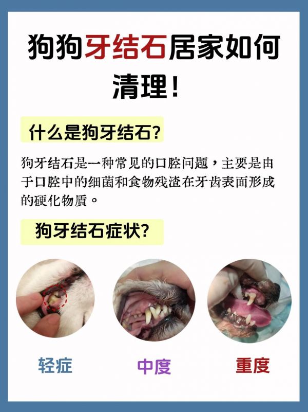 两分钟,教你狗狗牙结石居家如何清理!#狗狗#狗狗牙结石#狗狗口臭#狗狗牙结石治疗#狗狗牙结石居家清理