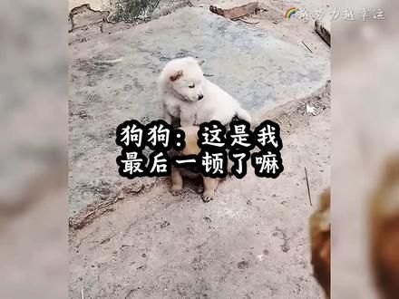 狗子:朝廷的赈灾粮下来是吗?这泼天的富贵让我不知所措啊。#喂狗 #泼天富贵 #啃骨头的狗子#狗狗 #小狗崽