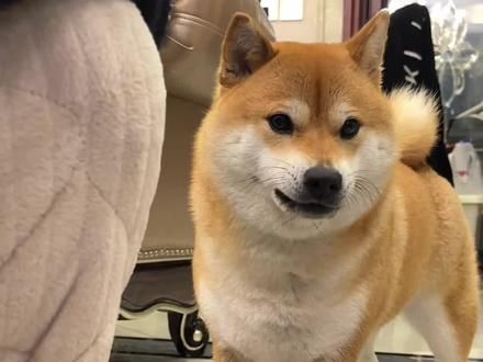 柴犬为什么这么受欢迎,因为它有这些优点哦#柴犬 #养狗经验分享 #柴柴日常 #狗狗 #新手养狗