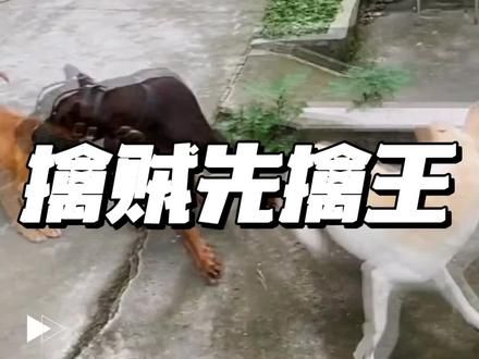 擒贼先擒王 是最高效的战斗策略#狗狗 #训犬 #杜宾 #狗打架 #狗狗的心思都写在脸上了