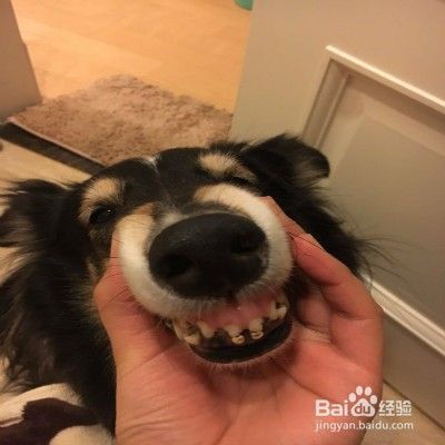 狗狗有牙结石怎么办