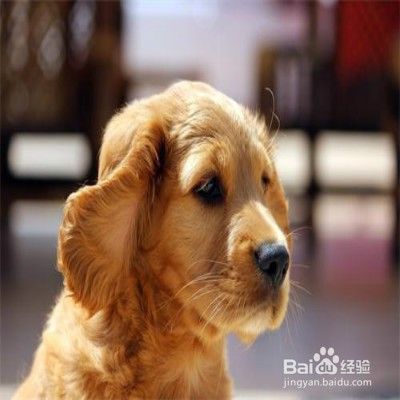 狗狗有牙结石怎么办