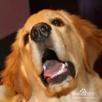 狗狗有牙结石怎么办