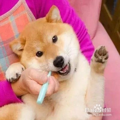 狗狗有牙结石怎么办