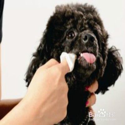 狗狗有牙结石怎么办