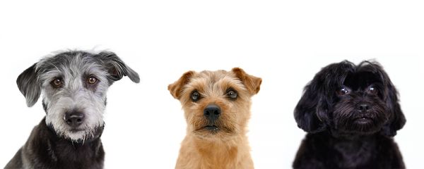 小型犬们看着镜头