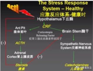 应激产生激素