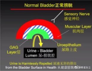 正常膀胱