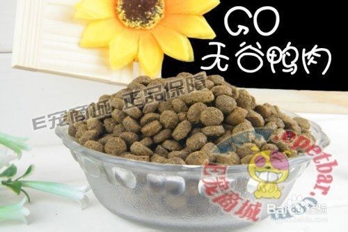 如何让狗狗长寿