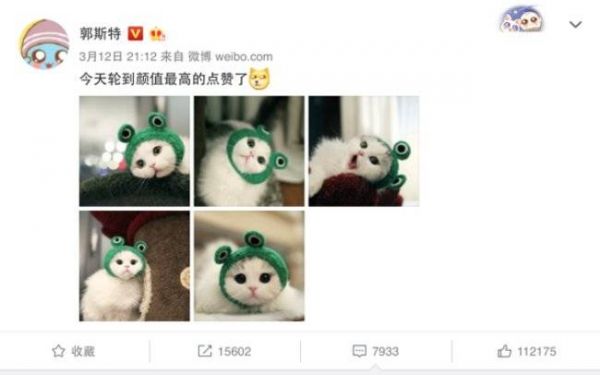 网红“郭斯特的猫”有一群忠实的云养猫用户