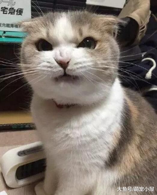 买了一只超可爱的猫主子, 晒了几张照片, 朋友说它可以做表情包