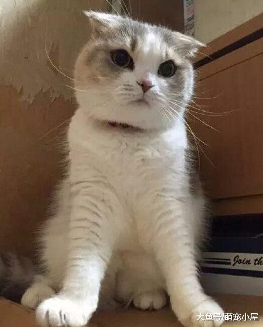 买了一只超可爱的猫主子, 晒了几张照片, 朋友说它可以做表情包