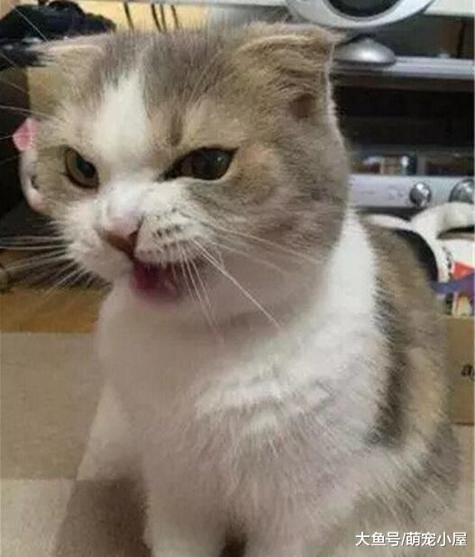 买了一只超可爱的猫主子, 晒了几张照片, 朋友说它可以做表情包