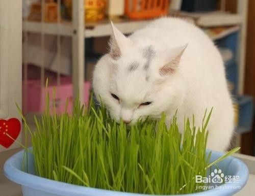 多大的猫可以吃猫草