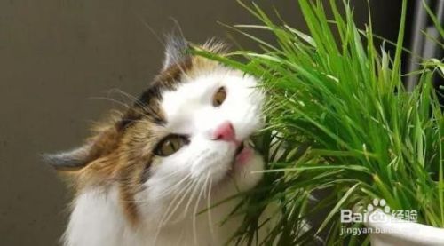 多大的猫可以吃猫草