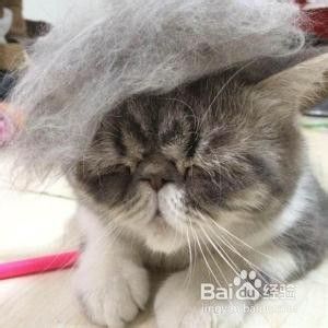 多大的猫可以吃猫草