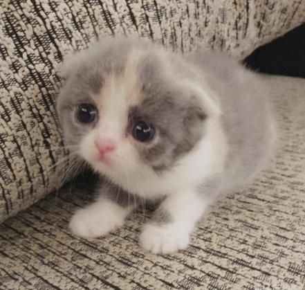 猫草的作用有多大？铲屎的认真看看，猫草原来是猫咪的必备品！