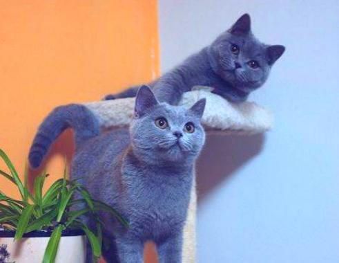 猫草的作用有多大？铲屎的认真看看，猫草原来是猫咪的必备品！