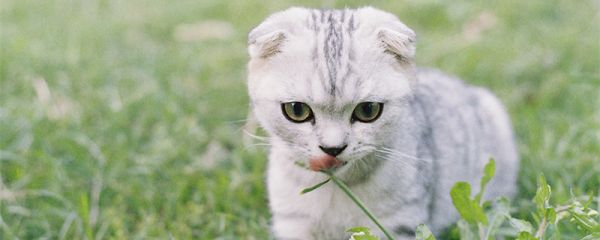 摄图网_500617016_banner_小猫在草坪上玩耍（企业商用）_副本.jpg