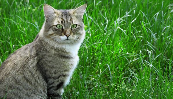摄图网_303862005_绿草背景上的猫（企业商用）_副本.jpg