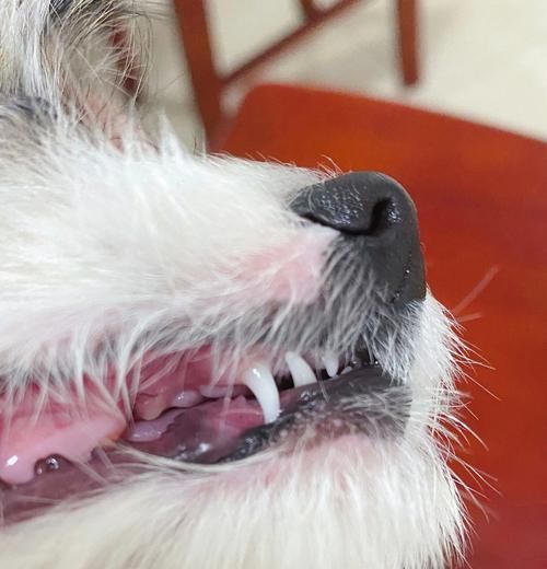 狗狗口腔保健的重要性（了解口腔疾病预防方法，让宠物健康快乐）