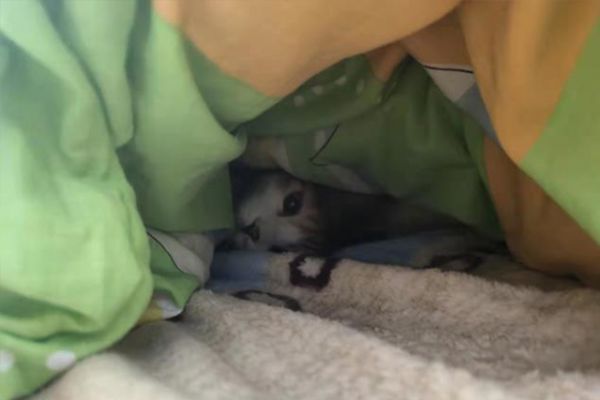 怎样帮猫猫搞好美容护肤 猫咪美容必定要知道的小窍门