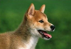 免费领养宠物狗的骗局