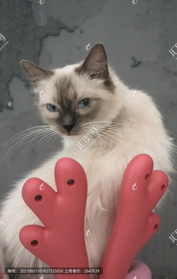 萌宠猫特写