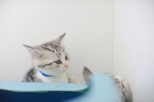 小猫