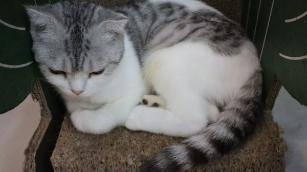 萌猫