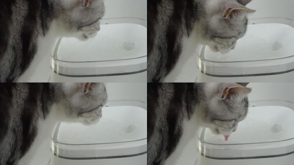 4k实时拍摄，喝水的的美短宠物猫特写