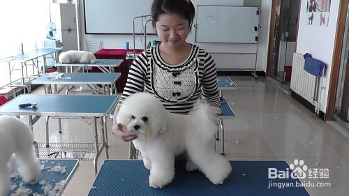 宠物美容师培训费用