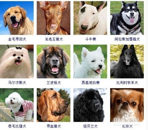 宠物美容师培训费用