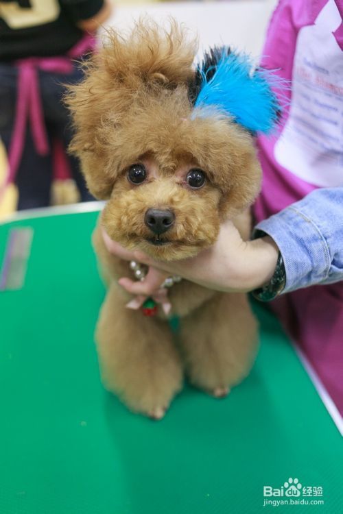 宠物美容师培训费用