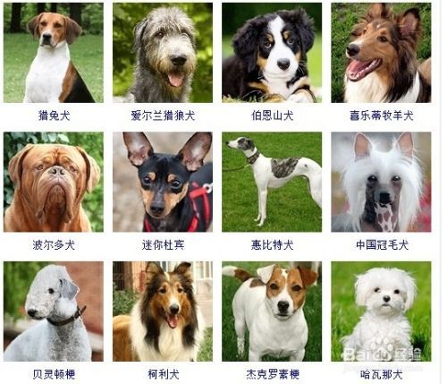 宠物美容师培训费用
