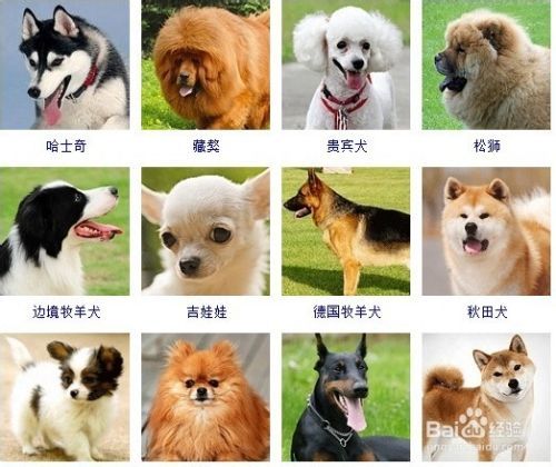 宠物美容师培训费用