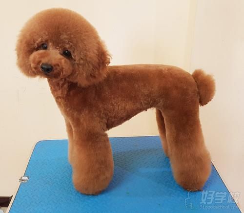 宠物美容作品
