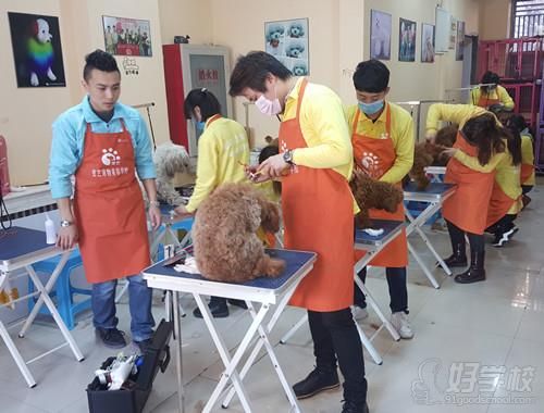 宠艺宠物美容学校教学现场