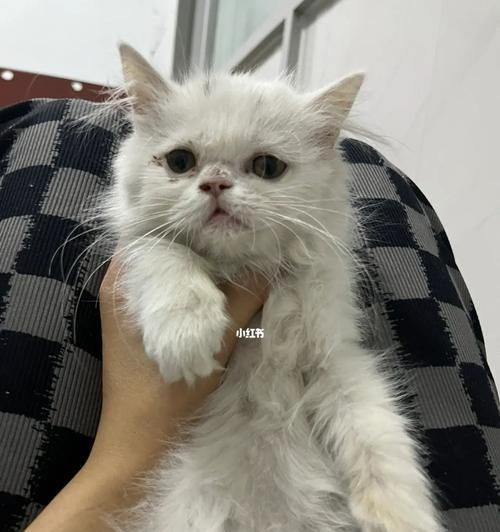 猫咪先天咬合问题——如何帮助宠物克服（探究猫咪先天咬合的原因）